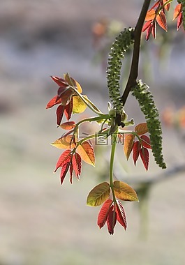 綠色,花卉,花園