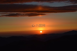 鮮花,蜜蜂,黃色