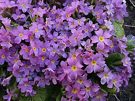 報春花,紫色的花朵,紫色報春花