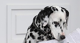 dalmatians,狗,新聞