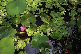 蓮花,開花,水生植物