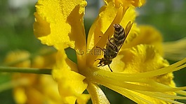 蜜蜂,花,昆蟲