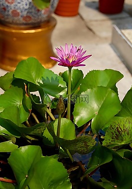蓮花,開花,水生植物