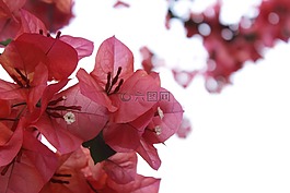 九重葛,鮮花,紅色