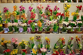 蘭花,開花,花