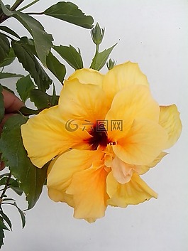 黃芙蓉,黃花,中國的玫瑰