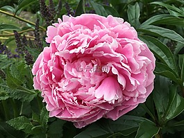 牡丹,開花,花