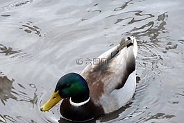 鴨,鳥,河