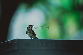 鳥,動物,散景