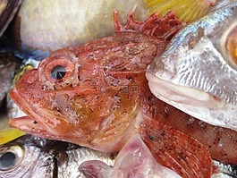 魚,弗里施,芳