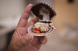 漁,牡蠣,釣魚