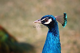 孔雀,鳥,野生動物