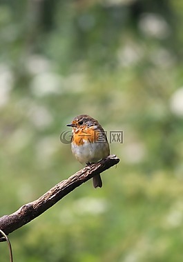 知更鳥,鳥,自然
