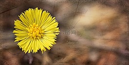 款冬,花,厂