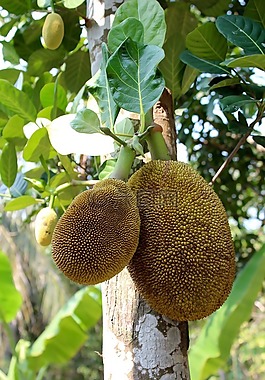 面包樹(shù),水果,綠色