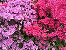 紫紅色,粉紅色,花