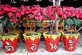花盆,鲜花,德卡