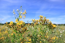 藍色,鮮花,天空