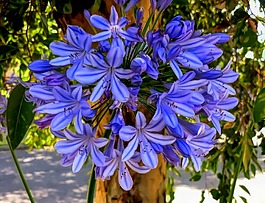 花,自然,植物區(qū)系