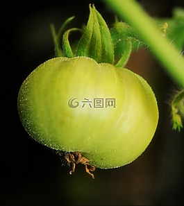 番茄,綠色,蔬菜