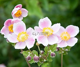 性質(zhì),廠,盛開