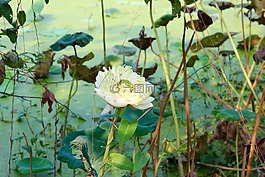 蓮花,葉子,開花
