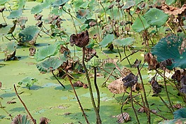 蓮花,葉子,水生植物