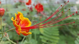 花,綠色,自然
