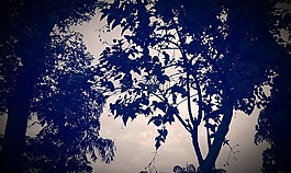 樹,葉子,雨