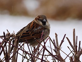 麻雀,鳥,野