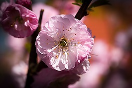 櫻花,開(kāi)花,粉紅色
