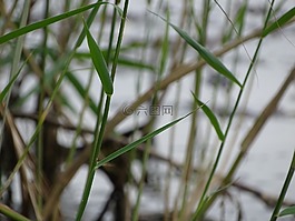 草,綠色,水