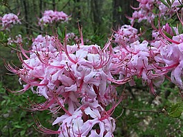 開(kāi)花,粉紅色,森林