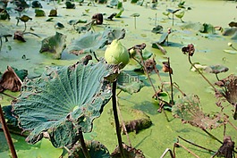 蓮花,葉子,水生植物