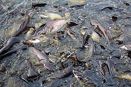 魚,池塘,食品