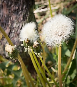 蒲公英,性質(zhì),廠
