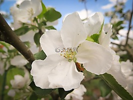 苹果花,苹果树,开花