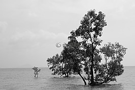 水,紅樹林,天然水