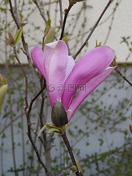 玉蘭,開花,粉紅色