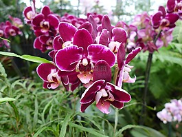 蘭花,花,廠