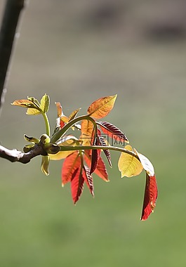 綠色,花卉,花園