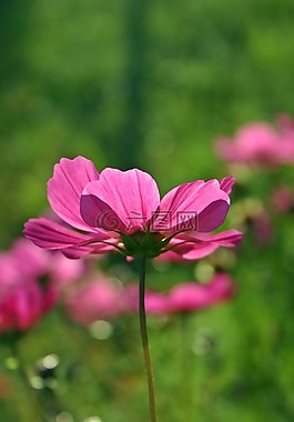 cosmea,花,開花