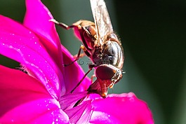 開(kāi)花,蜜蜂,花