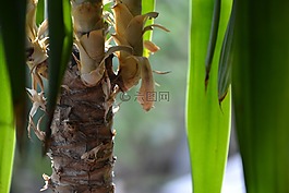 植物,叶,美容