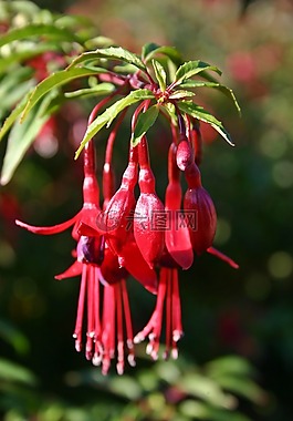 紫紅色,花,開花