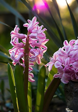 風(fēng)信子,粉紅色,鮮花