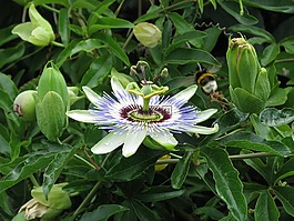 激情花,夏天,關(guān)閉