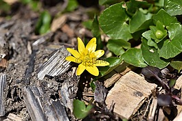 白屈菜,廠,開(kāi)花