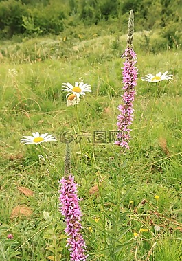 鲜花,中药,珍珠菜