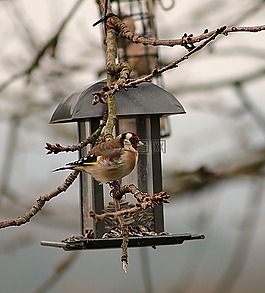 鸟,动物世界,goldfinch